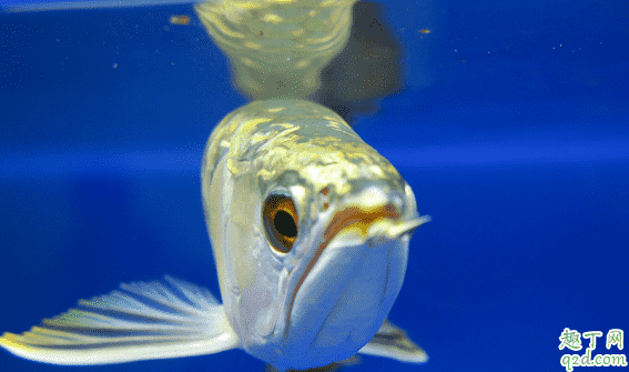 龍魚怕光是咋回事 養(yǎng)龍魚哪些事項(xiàng)是要注意的3