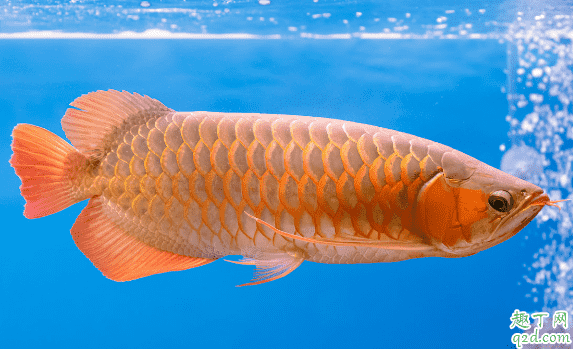 龍魚怕光是咋回事 養(yǎng)龍魚哪些事項(xiàng)是要注意的1