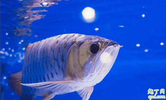 龍魚怕光是咋回事 養(yǎng)龍魚哪些事項(xiàng)是要注意的2