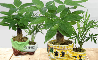 金錢樹(shù)為何葉子老發(fā)黃 金錢樹(shù)黃葉該怎么處理