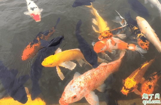 金魚長白點(diǎn)正常嗎 金魚長白點(diǎn)怎么辦1