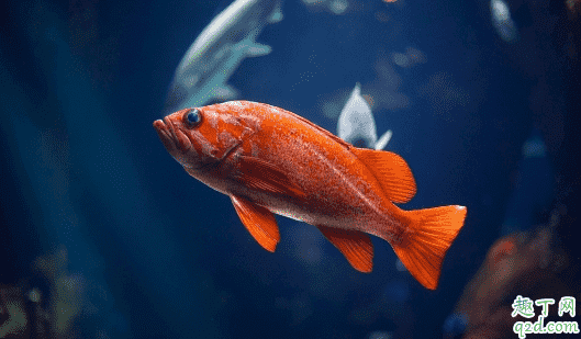 金魚長白點(diǎn)正常嗎 金魚長白點(diǎn)怎么辦2