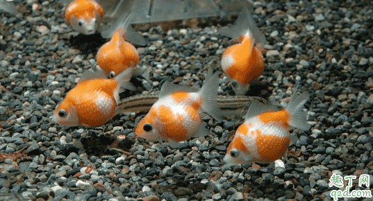 金魚長白點(diǎn)正常嗎 金魚長白點(diǎn)怎么辦3
