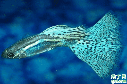 孔雀魚魚苗老死是咋回事 新下小孔雀魚咋養成活率高2