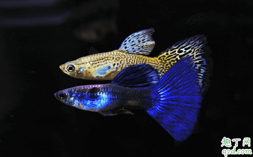 孔雀魚好養活不 新手養孔雀魚哪些事項是要注意的3