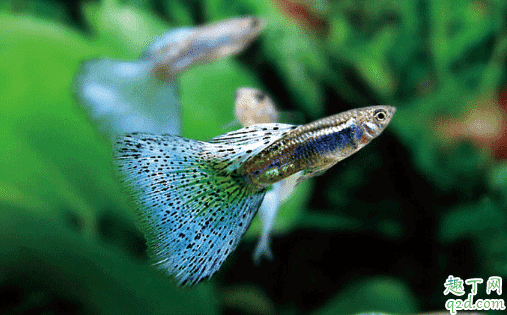孔雀魚好養活不 新手養孔雀魚哪些事項是要注意的1
