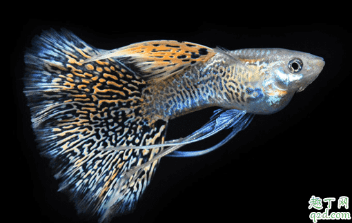 孔雀魚為啥會爛尾 孔雀魚爛尾怎么辦3