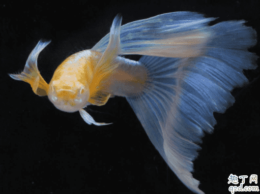 孔雀魚為啥會爛尾 孔雀魚爛尾怎么辦2