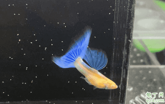 孔雀魚魚苗老死是咋回事 新下小孔雀魚咋養成活率高3