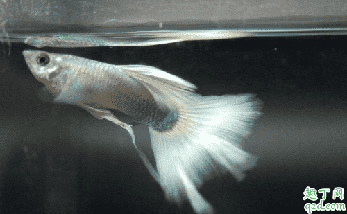 孔雀魚魚苗老死是咋回事 新下小孔雀魚咋養成活率高1