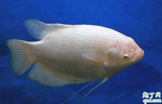 招財魚適合混養嗎 招財魚和什么魚混養不打架1