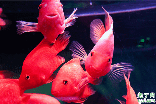 招財魚適合混養嗎 招財魚和什么魚混養不打架2