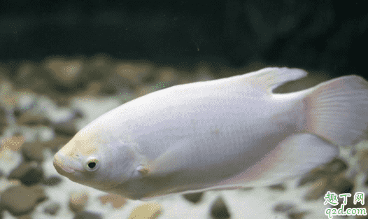 招財魚適合混養嗎 招財魚和什么魚混養不打架3