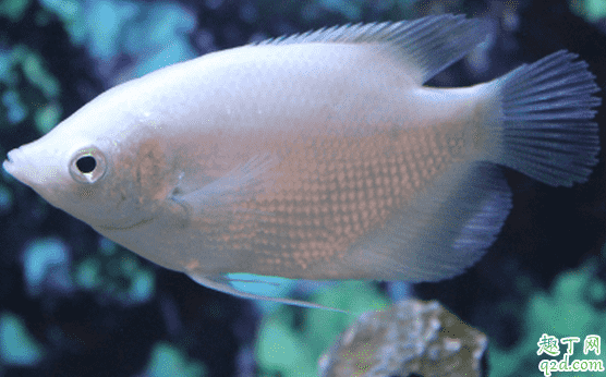 招財魚很難養嗎 飼養招財魚需注意哪些事項1