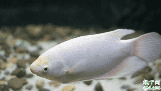 招財魚很難養嗎 飼養招財魚需注意哪些事項2