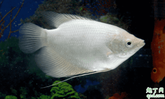 招財魚很難養嗎 飼養招財魚需注意哪些事項3