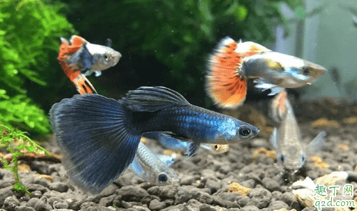 孔雀魚為啥會爛尾 孔雀魚爛尾怎么辦1