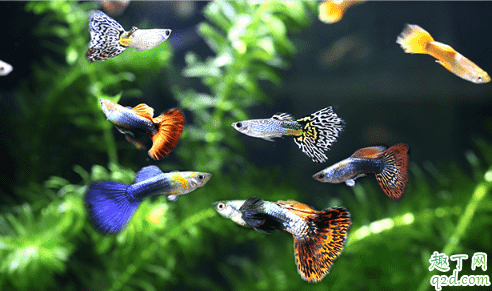 孔雀魚產子有啥預兆 孔雀魚生小魚怎么處理1