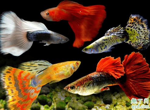孔雀魚產子有啥預兆 孔雀魚生小魚怎么處理2