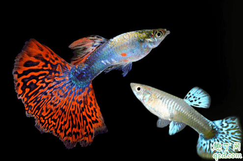 孔雀魚產子有啥預兆 孔雀魚生小魚怎么處理3