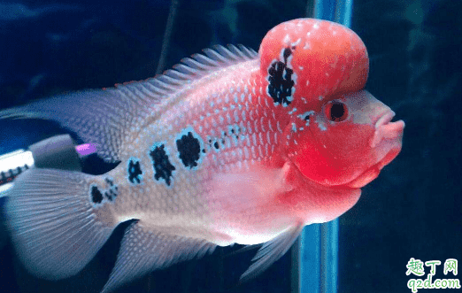 羅漢魚(yú)容易養(yǎng)不? 羅漢魚(yú)怎么養(yǎng)長(zhǎng)的最大1