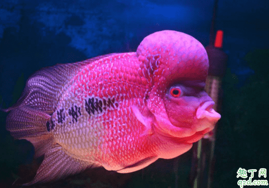羅漢魚為什么不起頭 怎么能把羅漢魚養出頭1
