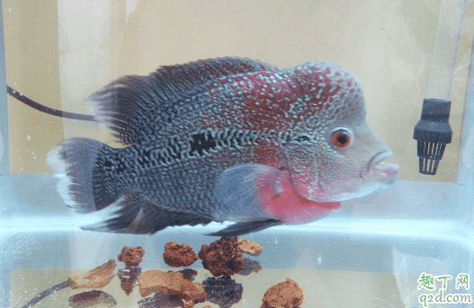 羅漢魚為什么不起頭 怎么能把羅漢魚養出頭2