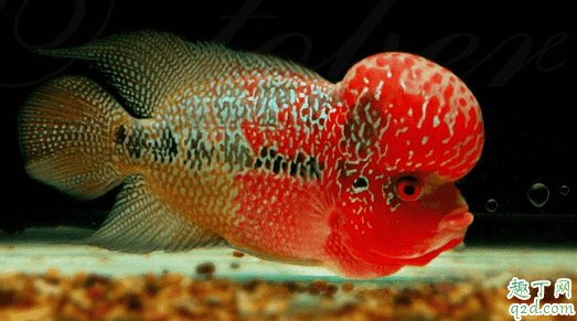 羅漢魚(yú)容易養(yǎng)不? 羅漢魚(yú)怎么養(yǎng)長(zhǎng)的最大2