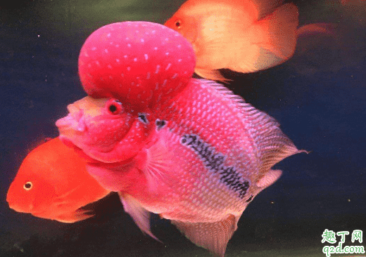 羅漢魚(yú)容易養(yǎng)不? 羅漢魚(yú)怎么養(yǎng)長(zhǎng)的最大3