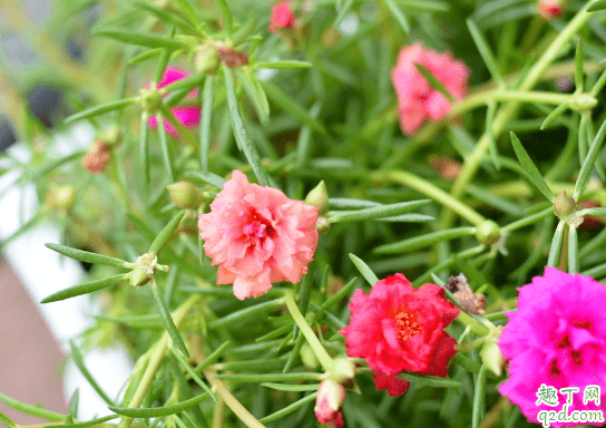 太陽花有花骨朵不開花是咋回事 太陽花怎樣養花開的旺盛2
