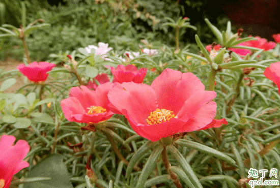 太陽花有花骨朵不開花是咋回事 太陽花怎樣養花開的旺盛3