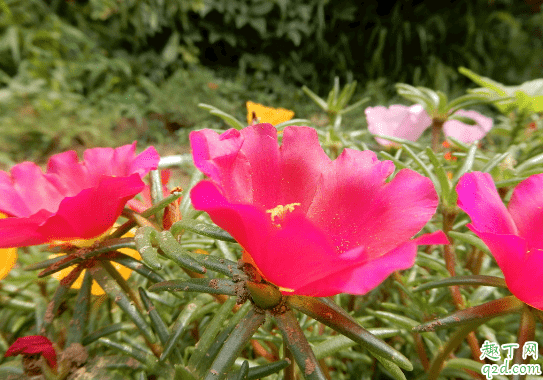 太陽花幾月份播種最好 ?種太陽花要注意些什么1