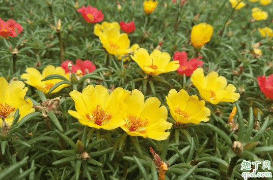 太陽花幾月份播種最好 ?種太陽花要注意些什么3