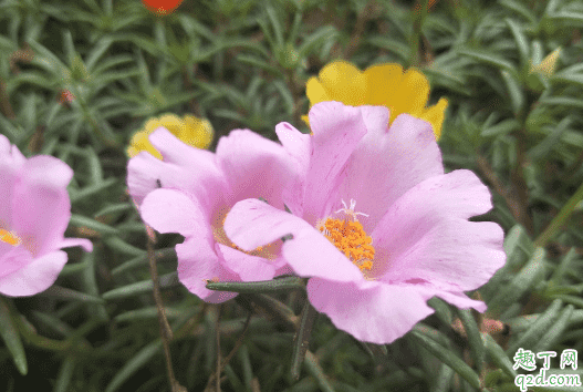 太陽花可不可以盆栽 盆栽太陽花怎么養2