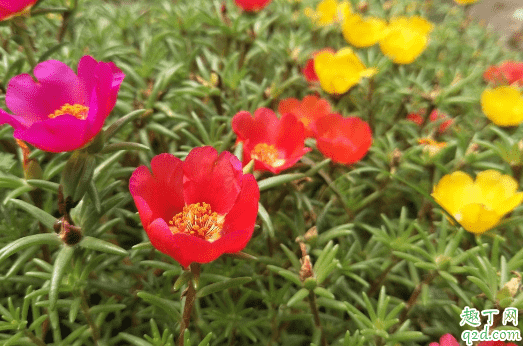 太陽花可不可以盆栽 盆栽太陽花怎么養3