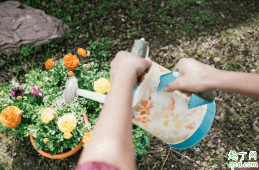 盆栽干到什么程度澆水 黃瓜怎么種盆栽1