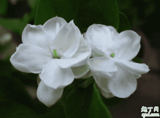 四季海棠可以施草木灰嗎 草木灰適合養茉莉嗎3