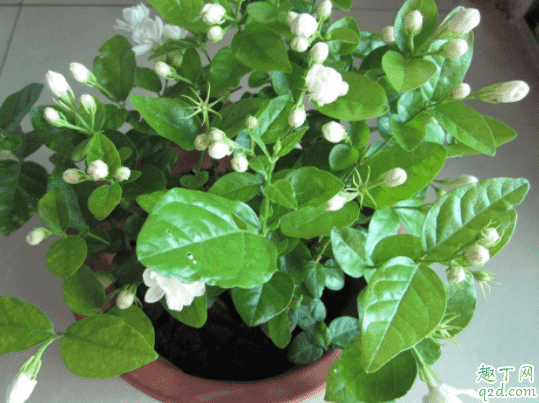 四季海棠可以施草木灰嗎 草木灰適合養茉莉嗎4