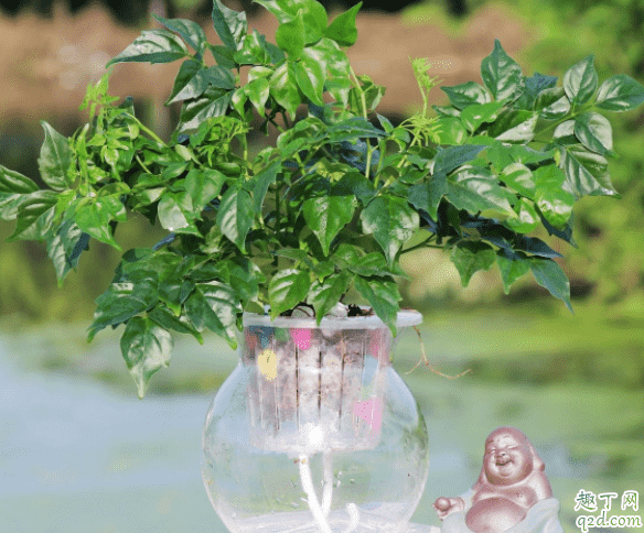 花往一邊長(zhǎng)怎么辦 新房子種什么花草好3
