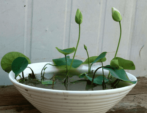 種碗蓮用園土可以嗎 碗蓮種植用什么泥土好3