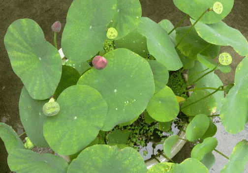 種碗蓮用園土可以嗎 碗蓮種植用什么泥土好1