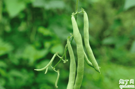 四季豆沒熟中毒怎么辦 怎么能避免吃四季豆中毒的發生1