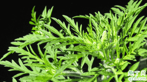 艾葉煮水能不能給新生兒洗澡用 艾草水洗澡有啥好處3
