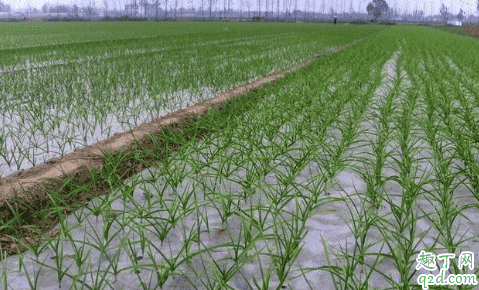 大蒜種植是先扣薄膜還是先澆水 種大蒜不蓋地膜行嗎3