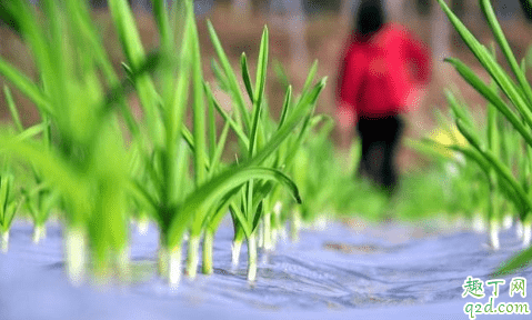 大蒜種植是先扣薄膜還是先澆水 種大蒜不蓋地膜行嗎1
