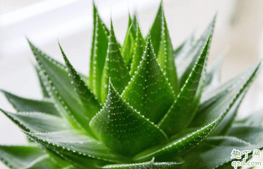 蘆薈是喜光還是怕光 蘆薈放哪里養比較好2