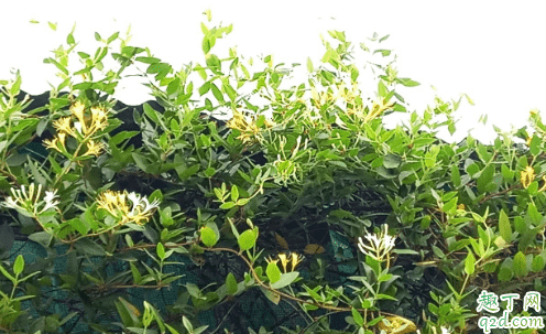 ?金銀花可以種在庭院里嗎 院里種植的金銀花怎么養好3