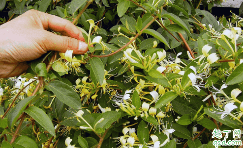 ?金銀花可以種在庭院里嗎 院里種植的金銀花怎么養好2