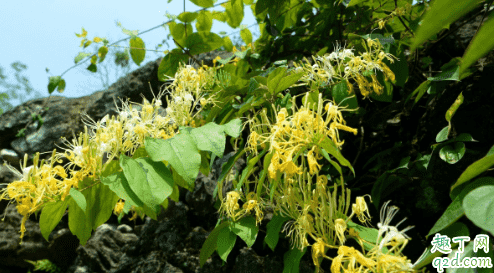 ?金銀花可以種在庭院里嗎 院里種植的金銀花怎么養好1