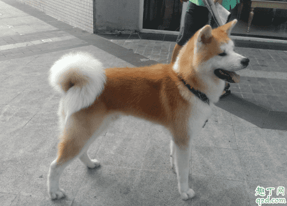 柴犬和秋田犬哪個(gè)好養(yǎng) 柴犬和秋田犬怎么分別3